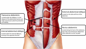 transverse abs