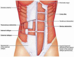 core tva muscle