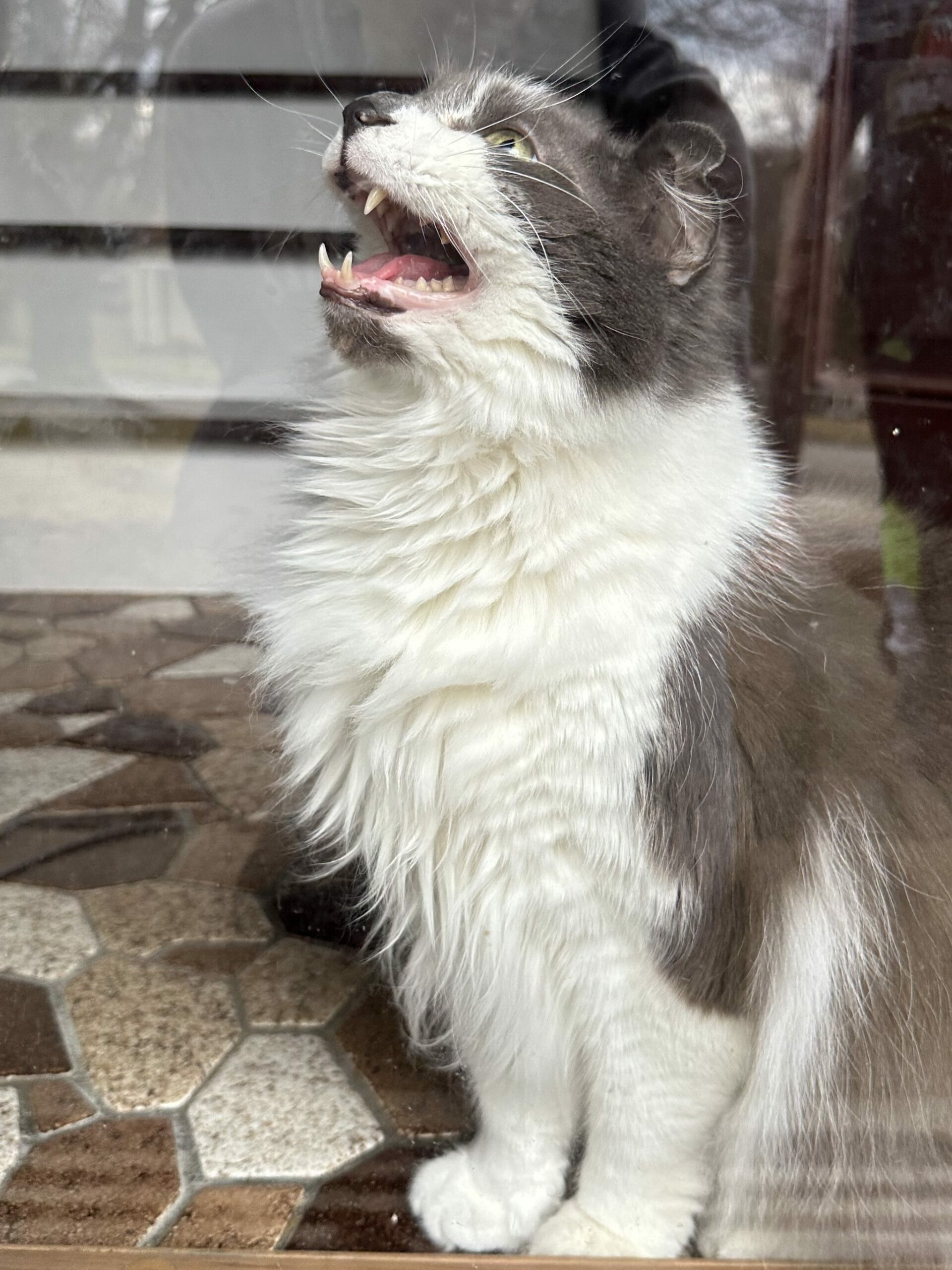 Yelling cat